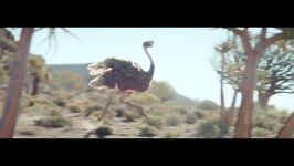 Samsung Official TVC Ostrich