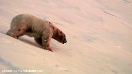 مستند سیاره منجمد Frozen Planet 2011 دوبله فارسی