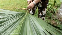 Preparing the palm leaves for the thatching the Hale roof