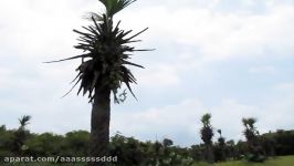 Building in Nicaragua  Palm Fronds for a Thatch Roof