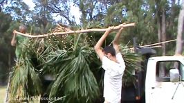 Thatching a roof for a Hale in Maui Hawaii Palm leaves from the truck...