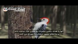 مغز دارکوب چگونه در هر ثانیه 22 بار ضربه میزند