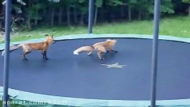 Foxes Jumping on my Trampoline