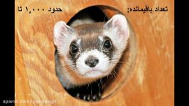 ۱۰ حیوان در معرض انقراض هستند  TOP 10 Farsi