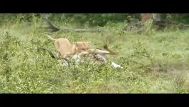 شکار گوزن کودو توسط ماده شیر