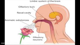 How Aromatherapy Works  Healing with Essential Oils