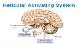 RAS and Thalamus role in Consciousness