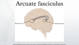 Arcuate fasciculus