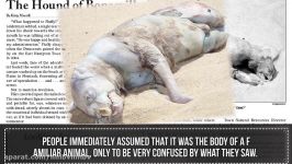 10 Most Mysterious Unidentified Creatures Found