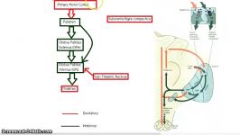 The Basal Ganglia  Direct and Indirect Pathway.