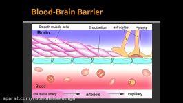 Blood Brain Barrier