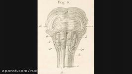 Brainstem and Pons