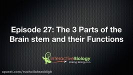 027 The 3 parts of the brain stem and their functions