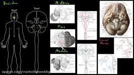 Brainstem  Organ Systems  MCAT  Khan Academy