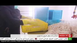 Iran exports Chicken feet to China Ardabil province صادرات پای مرغ به چین استان