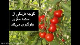 خواص گوجه فرنگی Khavase gojeh farangi