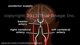 Blood Supply to the Brain  Animation and Narration by Cal Shipley M.D.