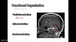 Circuitry of the Cerebellum