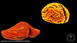 Neuroanatomy  The Cerebellum