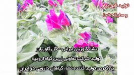 گاوزبان ایرانی  گاوزبان  گل گاوزبان