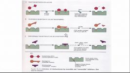 Cholinesterase Inhibitors