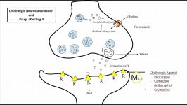 Cholinergic Neurotransmission and Drugs affecting it USMLE