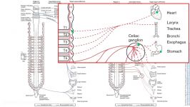 The Cholinergic Receptors