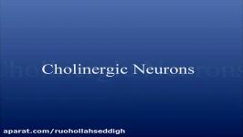 Cholinergic Neurons