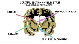 2 Minute Neuroscience Striatum