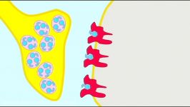 AP1 BRAIN DOPAMINE RECEPTORS