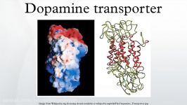 Dopamine transporter