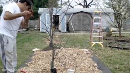 آموزش باغبانی صابر، طریق هرس درخت سیب ،sabers farm