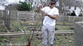 آموزش باغبانی صابر، طریق نگاه داری درخت گوجه