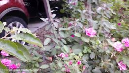 Summer pruning on rose هرس گل رز در تابستان، آ موزش باغبانی صابر