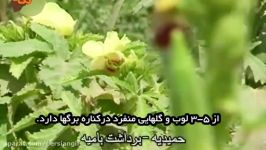 خواص بامیه؛ بهترین برای مبارزه بیماری های مقاربتی