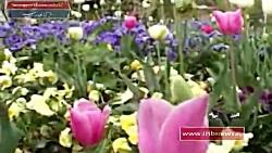 پنجمین جشنواره لاله ها در باغ گلهای شهر کرج