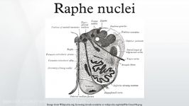 Raphe nuclei