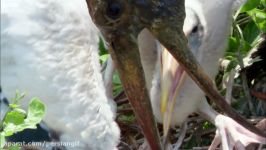 Caiman Snatches And Kills Stork  Planet Earth  BBC Earth