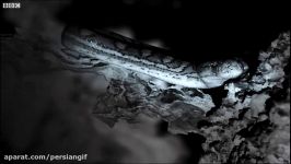 Snakes Hunt Bats In A Cave  Planet Earth  BBC Earth