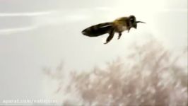 فیلم جفت گیری ملکه زنبور عسل در آسمان