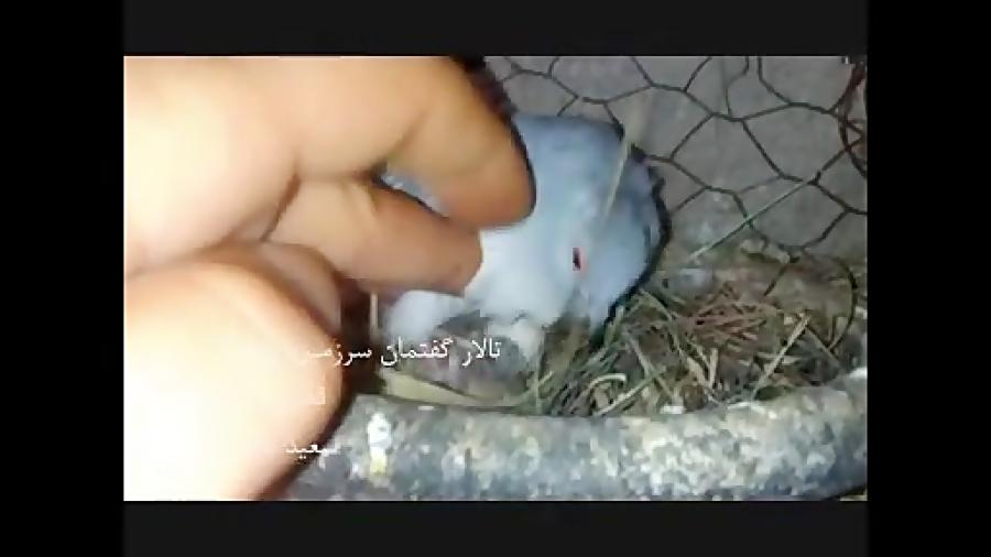 عشق مادرانه قمری چینی . www.birdsland.ir