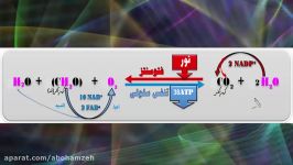 «مقایسه نتیجه نهایی در فتوسنتز تنفس سلولی»