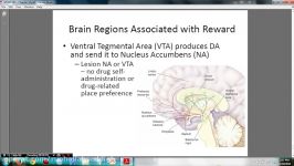 Psychology 306 Biopsychology Chapter 15 Ventral Tegmental Area and Nucleus Accu