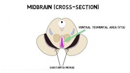 2 Minute Neuroscience Ventral Tegmental Area VTA