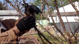 How pruning persimmon trees . چگونه درخت میوه را هرس نمایم ، آموزش باغبانى صابر