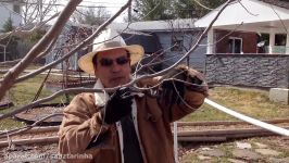 How pruning Persimmon trees نهویه هرس درخت خرمالو، آموزش باغبانى صابر