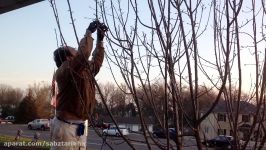 How pruning Apple trees .Sabers Farm .چگونه درخت سیب را باید هرس كنیم ، آموزش باغبانى صابر