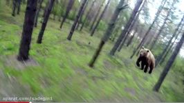 Bear Attack FAKE  Man On Mountain Bike Chased By Grizzly Bear GoPro