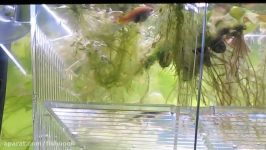 Endlers guppy fry being born