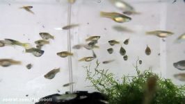 Endler Guppy Breeding Tank